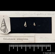 Image result for "odostomia Conspicua". Size: 187 x 185. Source: www.marinespecies.org