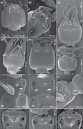 Afbeeldingsresultaten voor Tarvisiopsisconiceps Orden. Grootte: 120 x 185. Bron: www.researchgate.net