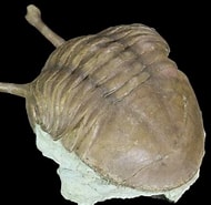 Image result for "sagitella Kowalewskii". Size: 190 x 185. Source: www.fossilera.com