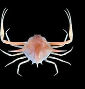 Image result for Arcania heptacantha. Size: 176 x 185. Source: www.crabdatabase.info