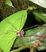 Image result for "arachnocorys Circumtexta". Size: 163 x 185. Source: costaricanaturalhistory.weebly.com