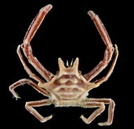 Image result for "ceratocarcinus Longimanus". Size: 192 x 185. Source: biodiversity.online