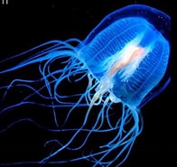 Image result for Cubozoa. Size: 196 x 185. Source: www.youtube.com