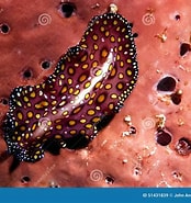 Image result for "ectoplana Limuli". Size: 174 x 185. Source: www.dreamstime.com