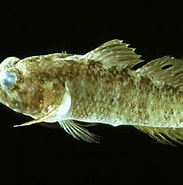 Afbeeldingsresultaten voor "millerigobius Macrocephalus". Grootte: 183 x 179. Bron: fishbiosystem.ru