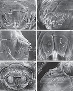 Afbeeldingsresultaten voor Chalinula limbata Geslacht. Grootte: 149 x 185. Bron: www.researchgate.net