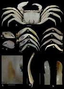 Результат пошуку зображень для Ocypode ceratophthalmus Klasse. Розмір: 134 x 185. Джерело: www.researchgate.net