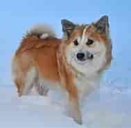 Billedresultat for World dansk Fritid Husdyr hunde racer Spidshunde Shiba. størrelse: 189 x 185. Kilde: pxhere.com
