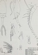 Image result for "spinocalanus Magnus". Size: 129 x 185. Source: picryl.com