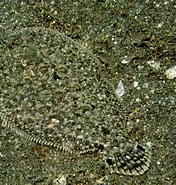 Afbeeldingsresultaten voor Engyprosopon grandisquama. Grootte: 176 x 185. Bron: fishesofaustralia.net.au