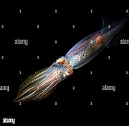Image result for "alloteuthis Medius". Size: 189 x 185. Source: www.alamy.com