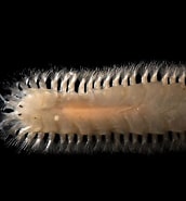 Image result for Nephtys longosetosa. Size: 172 x 185. Source: www.flickriver.com