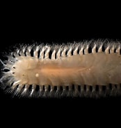 Afbeeldingsresultaten voor "nephtys Longosetosa". Grootte: 174 x 185. Bron: www.flickriver.com