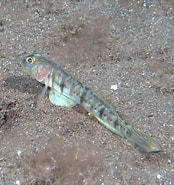 Image result for "lesueurigobius Heterofasciatus". Size: 174 x 185. Source: www.researchgate.net