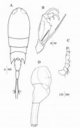 Afbeeldingsresultaten voor Corycaeus crassiusculus. Grootte: 115 x 185. Bron: www.researchgate.net