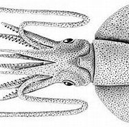 Image result for "discoteuthis Discus". Size: 188 x 149. Source: tolweb.org