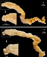 Polycirrus medusa ಗಾಗಿ ಇಮೇಜ್ ಫಲಿತಾಂಶ. ಗಾತ್ರ: 154 x 185. ಮೂಲ: www.researchgate.net