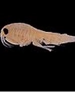 Image result for Rhachotropis oculata. Size: 151 x 112. Source: commons.wikimedia.org