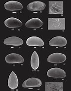 Afbeeldingsresultaten voor "paradoxostoma Sarniense". Grootte: 144 x 185. Bron: www.researchgate.net