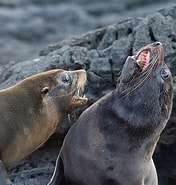 Image result for Galapagos Zeebeer. Size: 176 x 185. Source: diertjevandedag.be