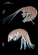 Image result for Ampithoe lacertosa. Size: 130 x 185. Source: www.flickr.com