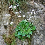 Afbeeldingsresultaten voor "saxifraga Spathularis". Grootte: 186 x 185. Bron: obotanicoaprendiznaterradosespantos.blogspot.com
