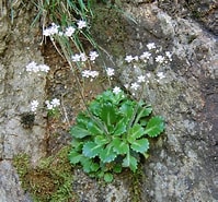 Image result for "saxifraga Spathularis". Size: 199 x 185. Source: obotanicoaprendiznaterradosespantos.blogspot.com