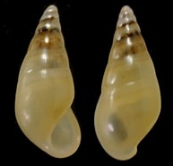 Image result for Zebina browniana. Size: 193 x 185. Source: bishogai.com