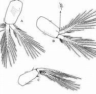 Afbeeldingsresultaten voor Westwoodilla caecula Geslacht. Grootte: 188 x 185. Bron: www.researchgate.net
