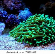 Image result for Euphylliidae. Size: 188 x 185. Source: www.shutterstock.com