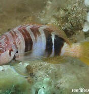 Afbeeldingsresultaten voor "serranus Scriba". Grootte: 175 x 185. Bron: reeflifesurvey.com
