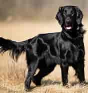 Biletresultat for Flat Coated Retriever Omplassering. Storleik: 176 x 185. Kjelde: animalia-life.club