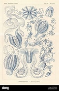Image result for "tinerfe Cyanea". Size: 120 x 185. Source: www.alamy.com