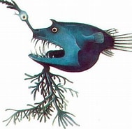 Image result for Linophryne maderensis Familie. Size: 189 x 185. Source: www.pinterest.co.uk