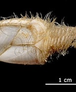 Afbeeldingsresultaten voor Trianguloscalpellum hirsutum. Grootte: 154 x 185. Bron: digimuse.nmns.edu.tw