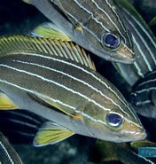 Afbeeldingsresultaten voor Parapristipoma Infraklasse. Grootte: 176 x 185. Bron: oniria.fishipedia.fr