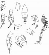 Image result for Arietellus aculeatus Order. Size: 164 x 185. Source: copepodes.obs-banyuls.fr