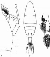Image result for "onchocalanus Trigoniceps". Size: 163 x 185. Source: copepodes.obs-banyuls.fr