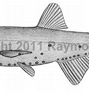 Image result for "centrobranchus Nigroocellatus". Size: 180 x 134. Source: watlfish.com