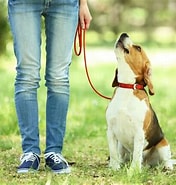 犬の散歩の仕方 に対する画像結果.サイズ: 176 x 185。ソース: www.nango-ds.com