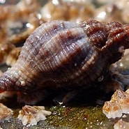 Image result for Amerikaanse oesterboorder. Size: 185 x 185. Source: waarneming.nl