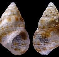 Image result for "crisilla Semistriata". Size: 190 x 185. Source: www.idscaro.net