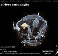 Afbeeldingsresultaten voor "eudoxoides Spiralis". Grootte: 189 x 185. Bron: www.st.nmfs.noaa.gov