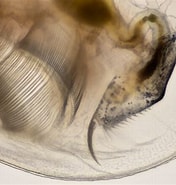 Afbeeldingsresultaten voor Clausophyes galeata Geslacht. Grootte: 176 x 185. Bron: www.shetlandlochs.com