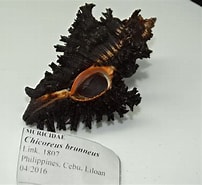 Murex brunneus ਲਈ ਪ੍ਰਤੀਬਿੰਬ ਨਤੀਜਾ. ਆਕਾਰ: 202 x 185. ਸਰੋਤ: travelartcollection.com