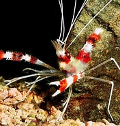 Image result for Stenopus hispidus Habitat. Size: 176 x 185. Source: www.coralsalvaje.com