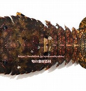 Image result for Parribacus japonicus. Size: 174 x 185. Source: foodslink.jp