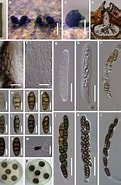 Image result for "pneumodermopsis Oligocotyla". Size: 121 x 185. Source: www.researchgate.net