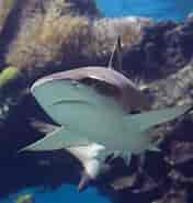 Black Pit Shark 的图像结果.大小：176 x 185。 资料来源：www.americanoceans.org