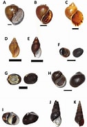 Afbeeldingsresultaten voor "leptostylis Ampullacea". Grootte: 126 x 185. Bron: www.researchgate.net